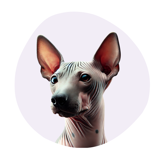 American Hairless Terrier